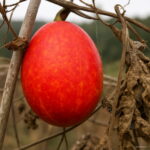 20pcs Organic Vegetable Hanging Melon Perennial Climbing Herb Plant Spring Farm Seeds - 5