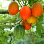 20pcs Organic Vegetable Hanging Melon Perennial Climbing Herb Plant Spring Farm Seeds