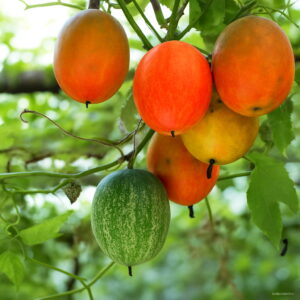 20pcs Organic Vegetable Hanging Melon Perennial Climbing Herb Plant Spring Farm Seeds