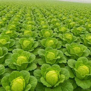 Bonsai 100pcs Cabbage Organic Vegetable Planting Potted Home Garden Supplies Seeds