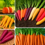 100 Pcs Rainbow Carrot Colorful Non-gmo Organic Fruit Vegetable Plant Bonsai Home Garden Potted Seeds