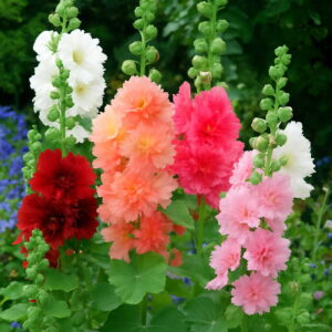 20pcs Lot Hollyhock Bonsai Real Sementes Price Home Garden Country Romance Mix Alcea Rosea Flower Seeds