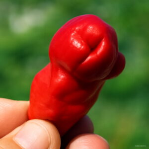 Bonsai 100pcs Funny Hot Pepper Penis Chili Organic Vegetable Planting Potted Home Garden Supplies Seeds - 2