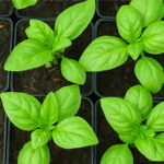 Bonsai 100pcs Basil Organic Vegetable Planting Potted Home Garden Supplies Seeds - 3