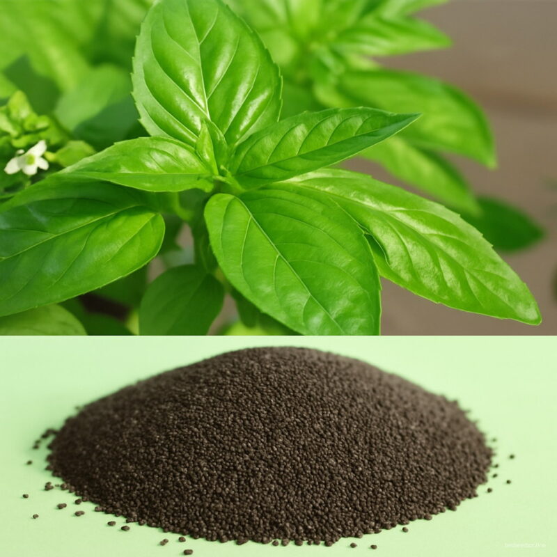 Bonsai 100pcs Basil Organic Vegetable Planting Potted Home Garden Supplies Seeds