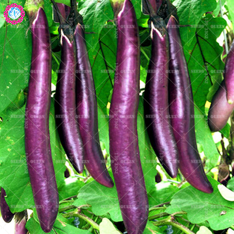 Vibrant Purple Eggplant Vegetable Seeds Perfect For Indoor Or Outdoor Cultivation 100pcs - 6