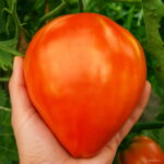 Bonsai 200pcs Chinese Gaint Organic Tomato Big Healthy Vegetable Home Garden Planting High Germination Rate Seeds - 4