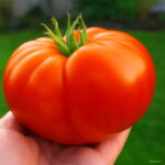 Bonsai 200pcs Chinese Gaint Organic Tomato Big Healthy Vegetable Home Garden Planting High Germination Rate Seeds - 2