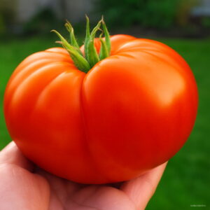 Bonsai 200pcs Chinese Gaint Organic Tomato Big Healthy Vegetable Home Garden Planting High Germination Rate Seeds - 2