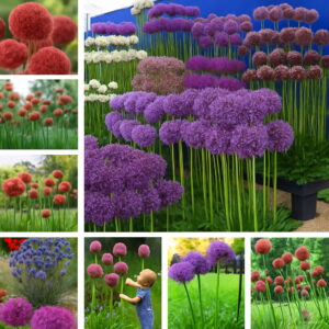100 Pcs Lot Multicolor Shallot Flowers Bonsai Plants Sementes Green Onion Allium Vegetables Potted Planting Home Garden Seeds