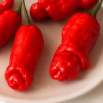 100pcs Penis Pepper Bonsai Planting Real Hot Chili Organic Vegetable Chinese Funny Potted Spring Farm Supplies Seeds - 4