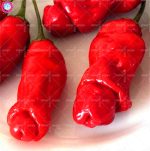 100pcs Penis Pepper Bonsai Planting Real Hot Chili Organic Vegetable Chinese Funny Potted Spring Farm Supplies Seeds - 4