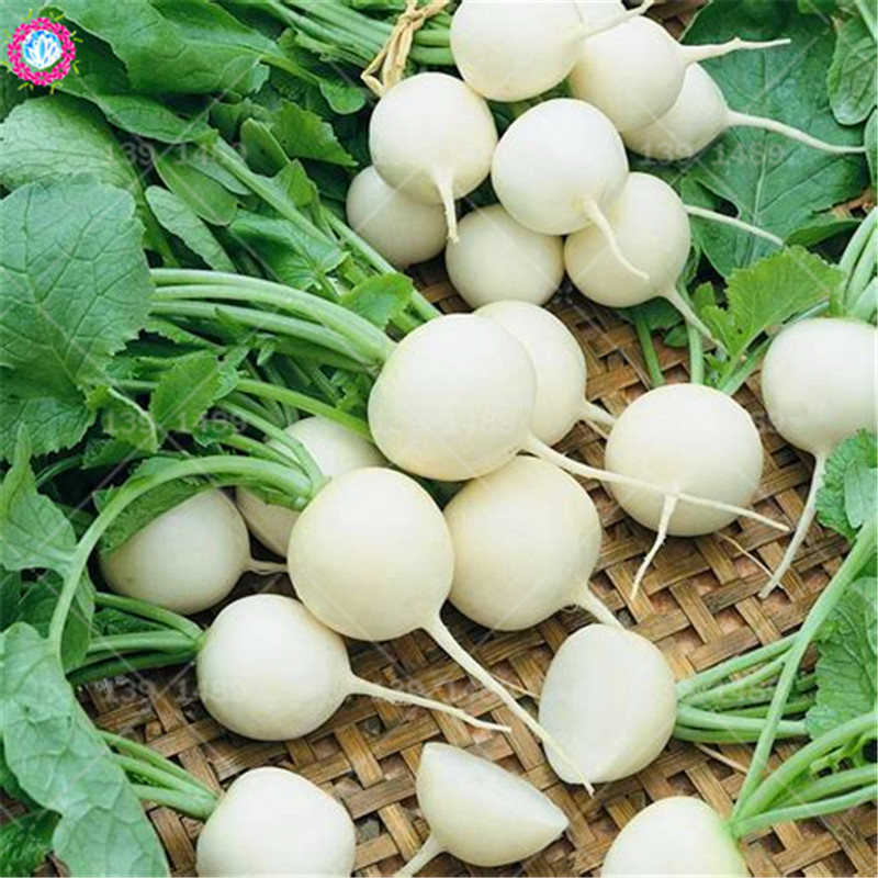 200 Pcs Organic Radish Vegetable Seeds For Cultivation Colorful And Perfect For Indooroutdoor Cultivation - 8