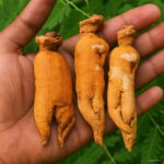 50 Pcs Korea Panax Ginseng High-nutrition Vegetable Fruit Bonsai Plants Potted Home Garden High Survival Rate Seeds - 5