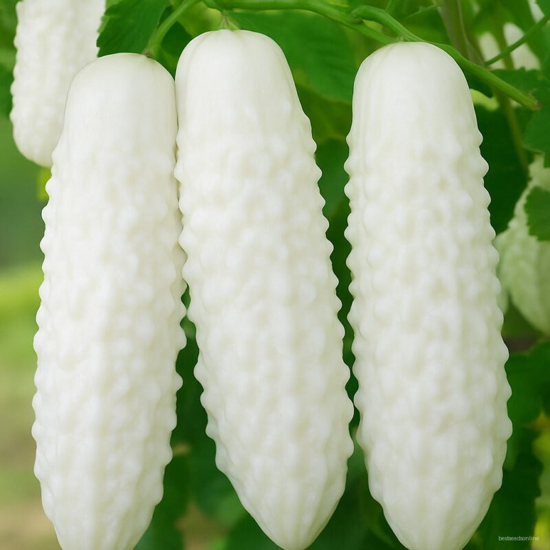 Bonsai 20pcs White Balsam Pear Organic Bitter Gourd Melon Vegetable Planting Potted Home Garden Supplies Seeds