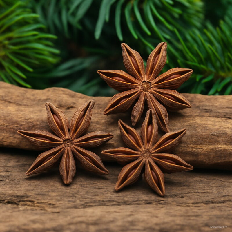 10gram Star Anise Tree Fennel Branch Chinese Kitchen Cooking Seasoning Spices Illicium Verum Hook Herbal Medicine Value Seeds