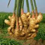 100pcs Ginger Bonsai Pot Chinese 4 Seasons Zingiber Natural Vegetable Plant Home Garden Supplies Seeds - 6