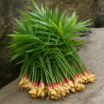 100pcs Ginger Bonsai Pot Chinese 4 Seasons Zingiber Natural Vegetable Plant Home Garden Supplies Seeds - 4