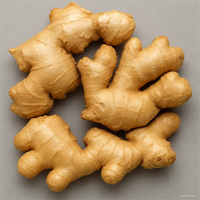 100pcs Ginger Bonsai Pot Chinese 4 Seasons Zingiber Natural Vegetable Plant Home Garden Supplies Seeds