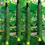 Bonsai 200pcs Giant Cucumber Organic Vegetable Planting Potted Home Garden Supplies Seeds - 5