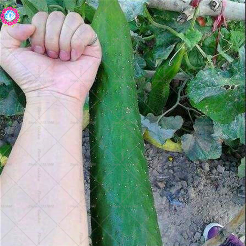 200pcs Giant Cucumber Organic Vegetable Cultivation Indoor Greenhouse Seeds - 7