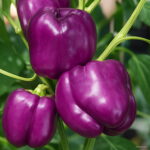 200pcs Color Bell Pepper Bonsai Plant Vegetable Garden Family Pot Planting Seeds - 6