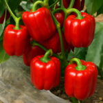 200pcs Color Bell Pepper Bonsai Plant Vegetable Garden Family Pot Planting Seeds - 4