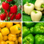 200pcs Color Bell Pepper Bonsai Plant Vegetable Garden Family Pot Planting Seeds