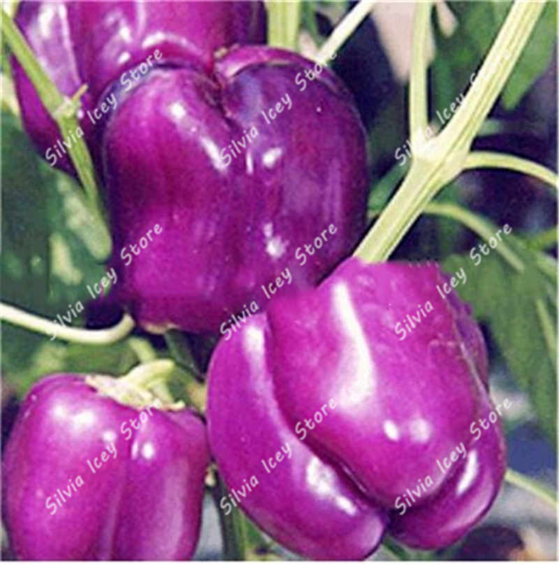 200pcs Multicolor Bell Pepper Seeds For Vegetable Container Cultivation In Indoor Or Outdoor Spaces - 7