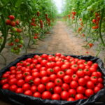 Bonsai 100pcs Tomato Delicious Cherry Garden Plants Non-gmo Vegetables Food Potted Home Seeds - 5
