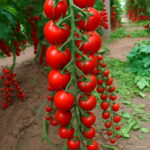 Bonsai 100pcs Tomato Delicious Cherry Garden Plants Non-gmo Vegetables Food Potted Home Seeds - 4