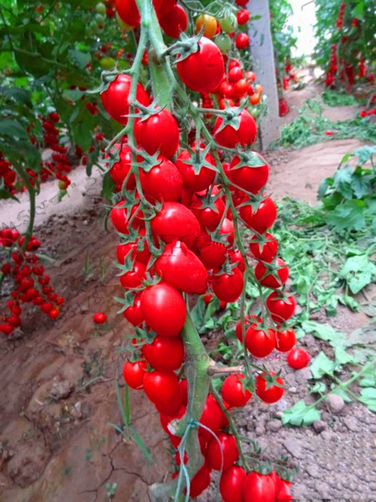 Bonsai 100pcs Tomato Delicious Cherry Garden Plants Nongmo Vegetables