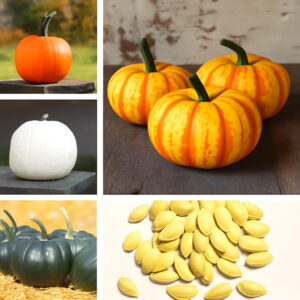 Colorful Pumpkin Real Organic Vegetable Spring Farm Home Garden Bonsai Plants Packaging To 20pcs Seeds