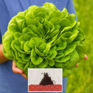 100pcs Japanese Lettuce S Salad Choice Organic Vegetables Pack Diy Home Garden High Germination Rate Seeds