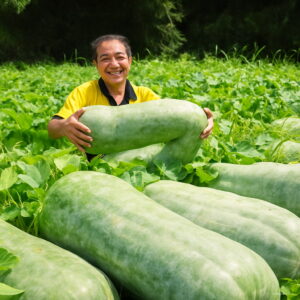 Bonsai 20pcs Chinese Watermelon Organic Winter Gourd Vegetable Planting Potted Home Garden Supplies Seeds