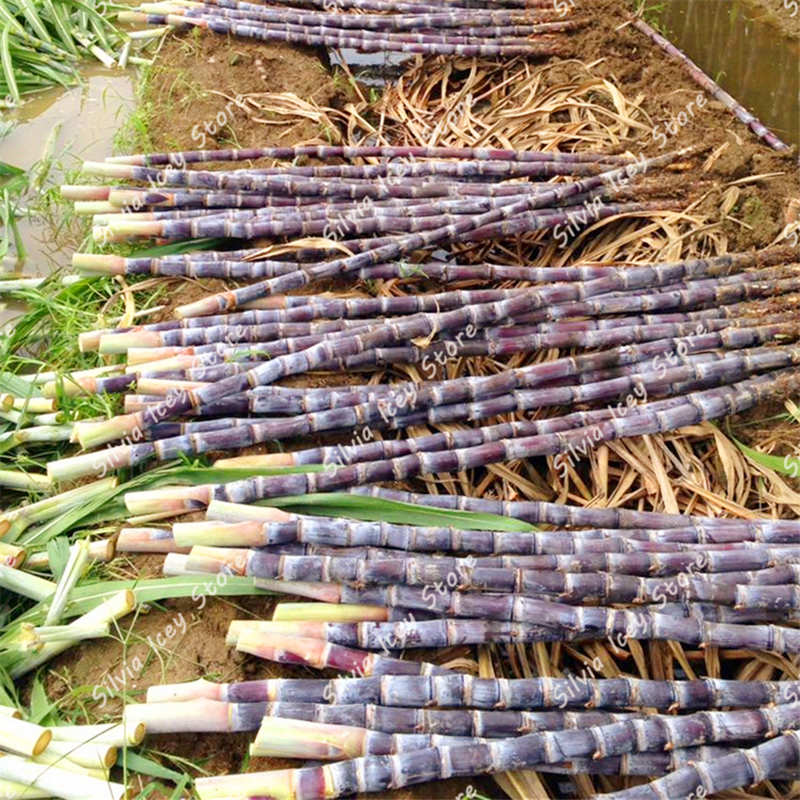 100pcs Perennial Sugarcane Seeds Solid Herb Fruit Bearing Beneficial For Family Health - 6