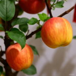 30pcs Bonsai Apple Tree Indoor Plant Dwarf Fruit Home Garden Packaging To Seeds - 3