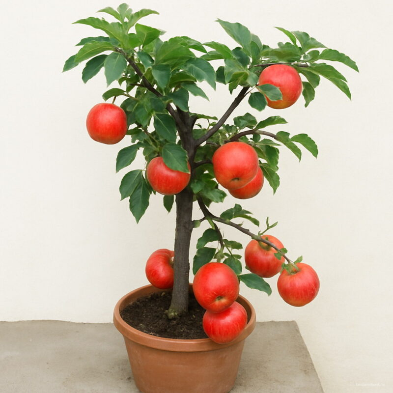 30pcs Bonsai Apple Tree Indoor Plant Dwarf Fruit Home Garden Packaging To Seeds
