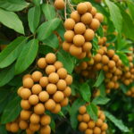 Bonsai 5pcs Longan Sweet Organic Fruit Planting Potted Tree Home Garden Supplies Seeds - 5