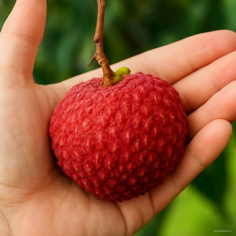 Big 10 Pcs Lot Giant Litchi Juice Fruit Potted In Garden & Home Aweet Perennial Organic Herb Plant Seeds
