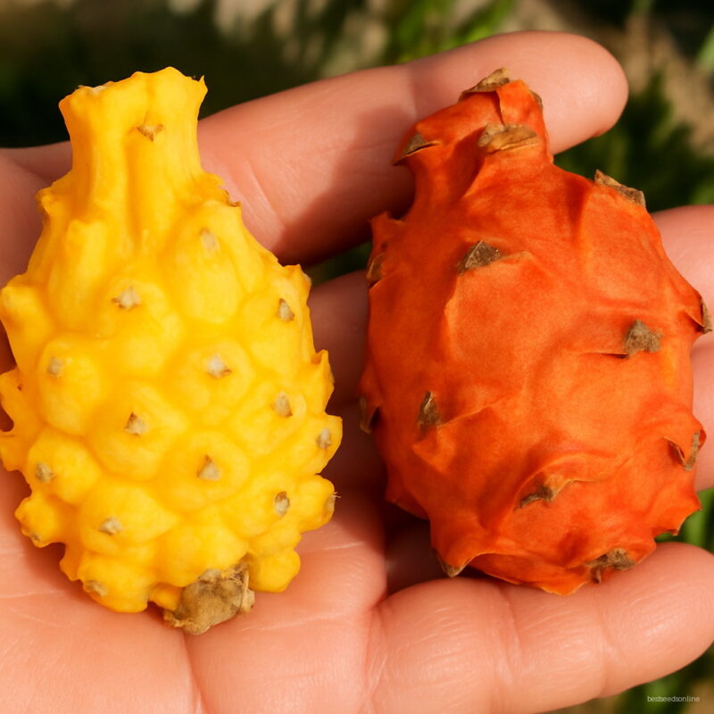 Bonsai 200pcs Mixed Pitaya Sweet Melon Organic Dragon Fruit Planting Potted Tree Home Garden Supplies Seeds