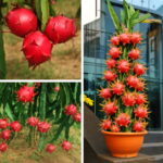 200pcs Pitaya Bonsai Plants Dwarf Dragon Fruit Tree Delicious Juicy Potted Home Garden Supplies Seeds 200pcs Pitaya Bonsai Plants Dwarf Dragon Fruit Tree Delicious Juicy Potted Home Garden Supplies Seeds