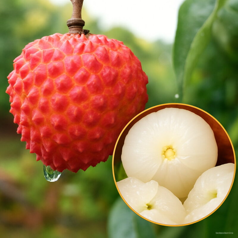 Bonsai 5pcs Giant Litchi Tree Sweet Organic Fruit Planting Potted Home Garden Supplies Seeds