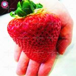 600pcs Giant Strawberry Sweet And Delicious Fruit Farming Plants Home Garden Packaging 100% Germination Rate Seeds - 5