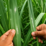 Bonsai 100pcs Sugar Cane Sweet Melon Organic Fruit Vegetable Planting Potted Tree Home Garden Supplies Seeds - 2