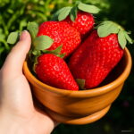 300 Pcs Giant Japan Strawberry Bonsai Dwarf Fruit Plants Red Organic Potted Planting Home Garden Seeds - 6
