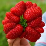 300 Pcs Giant Japan Strawberry Bonsai Dwarf Fruit Plants Red Organic Potted Planting Home Garden Seeds - 2