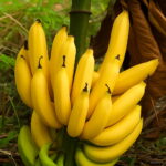 Bonsai 100pcs Mixed Dwarf Banana Tree Fruit Mini Pink Sementes Da Seeds - 6 Bonsai 100pcs Mixed Dwarf Banana Tree Fruit Mini Pink Sementes Da Seeds - 6