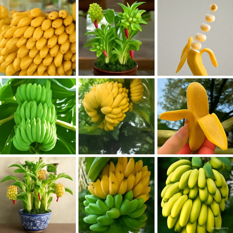 Bonsai 100pcs Mixed Dwarf Banana Tree Fruit Mini Pink Sementes Da Seeds