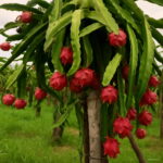 Bonsai 100pcs Pitaya Dragon Fruit Organic Planting Potted Tree Home Garden Supplies Seeds Bonsai 100pcs Pitaya Dragon Fruit Organic Planting Potted Tree Home Garden Supplies Seeds